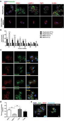 Soluble N-Acetylgalactosamine-Modified Antigens Enhance Hepatocyte-Dependent Antigen Cross-Presentation and Result in Antigen-Specific CD8+ T Cell Tolerance Development